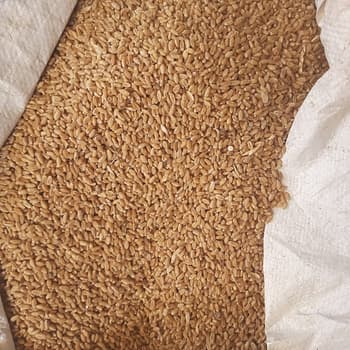 Sharbati Wheat Grain